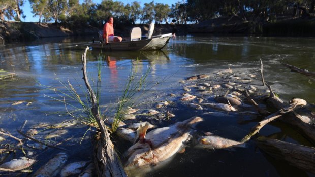 Some of the thousands of dead fish in the Darling River near Menindee in the second of three mass fish kills in the spate of about five weeks.