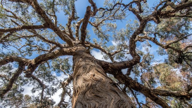 The Djab Wurrung call this ancient Indigenous tree the Directions Tree.  It is believed that the tree had the power to give spiritual guidance.