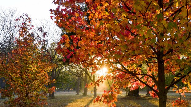 Some of Canberra's spectacular autumn displays.