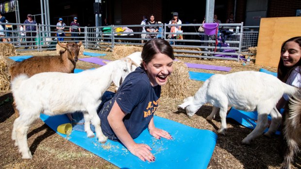 Goat yoga at the Royal Easter Show in Sydney. Now it's Brisbane's turn.