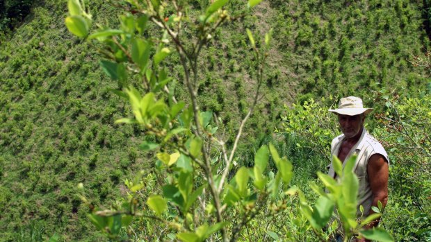 A coca farmer in his field in Colombia, the world's biggest cocaine producer.
