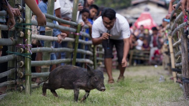 A competitor tries to attract a piglet during a pig calling competition at Toba Pig and Pork Festival in Muara, North Sumatra, Indonesia. African Swine Fever has killed thousands of pigs in the area.