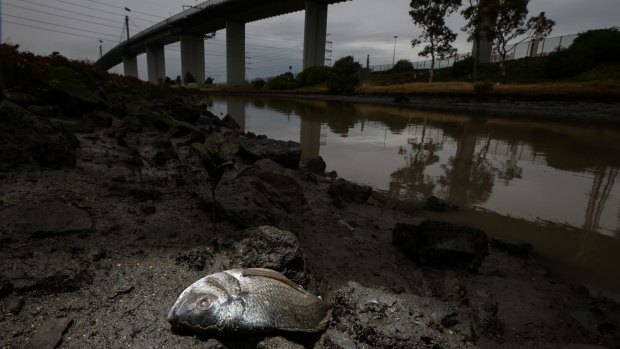 Fish  wash up along Stony Creek after chemical run-off entered the waterways from the West Footscray fire.