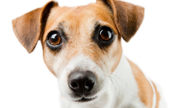 how-many-dogs-can-you-own-in-a-council-house