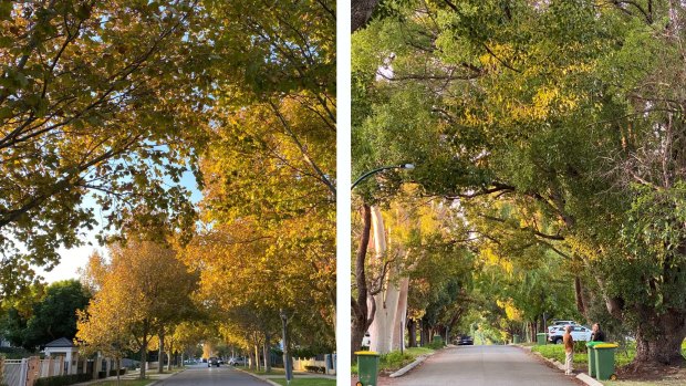 An example of two streets in Perth with plenty of tree canopy cover, the left along Goldsworthy Road in Claremont, and the other on Archeacon Street in Nedlands.