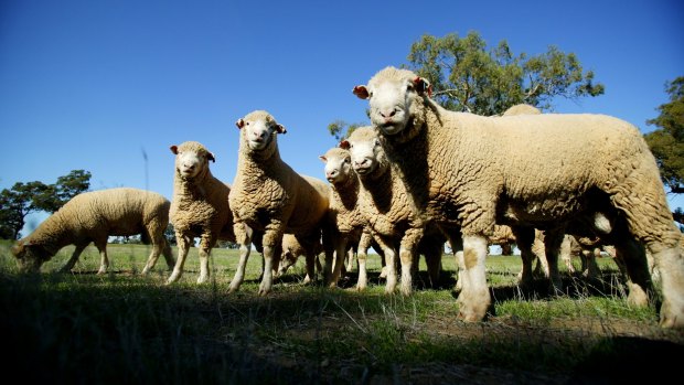 The live sheep export trade could soon end.