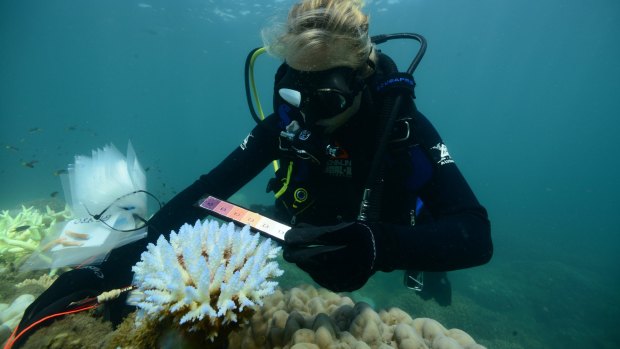 How long has the Great Barrier Reef got?: An AIMS researcher surveying thermal stress and bleaching at Taylor Reef off Mission Beach.