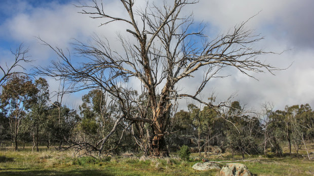 A drought-affected tree at Nardoo Hills