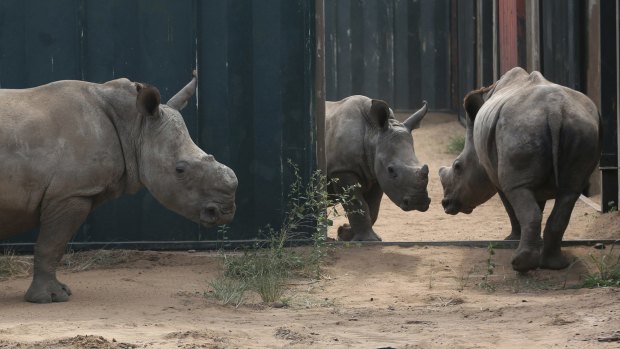 Young rhinos walk about their enclosure at a rhino orphanage in the Hluhluwe-iMfolozi Game Reserve in the KwaZulu Natal province South Africa. 