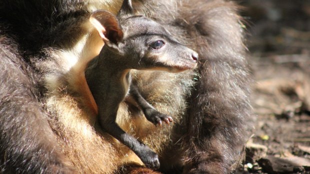 Brush-tailed rock-wallabies, which are listed as endangered in NSW, have seen their former range from Queensland to Victoria shrink drastically.