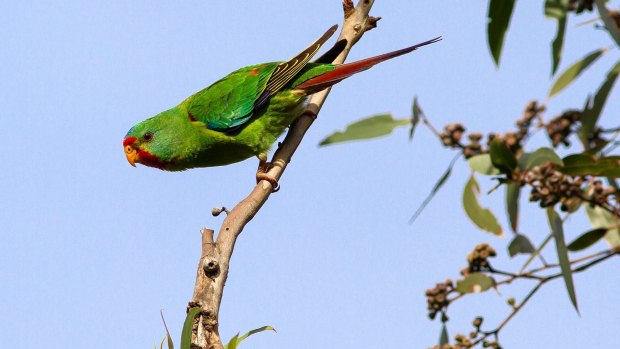 The swift parrot, one of the most critically endangered animals in Australia. 