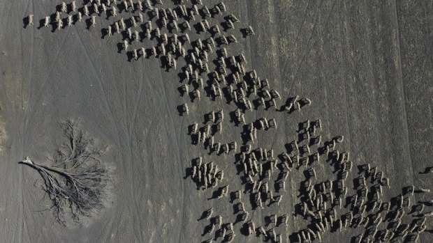 Sheep on a drought-parched property near Moree. ABARES has warned the national flock will fall to its smallest size since 1904 this year.