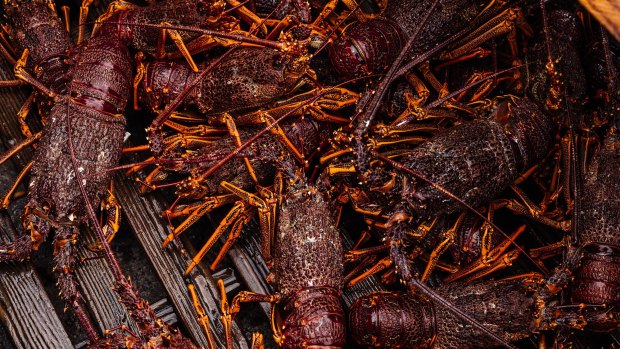 Chinese bans on Australian lobsters have hurt Portland’s economy.