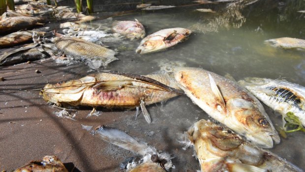 Days after a mass fish kill in the Darling River at Menindee last week, hundreds of carcasses remain , stinking and rotting.
Photo Nick Moir 10 jan 2019