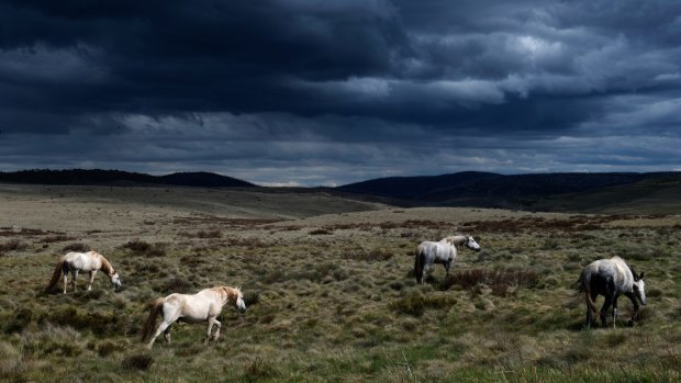 A mob of brumbies near Kiandra, one of the sensitive regions in the high plains of the Kosciuszko National Park.