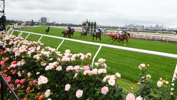 Flemington's famous roses next to the track on Derby Day. 