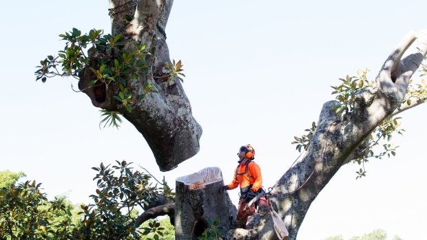 Tree loppers remove Moreton Bay figs on Sydney's Anzac Parade to make way for the light rail.