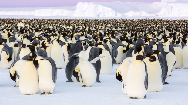 The US is now considering listing the emperor penguin as endangered because of climate change. A picture of the Emperor penguin colony in Antarctica’s Atka Bay.