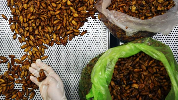 Insects are eaten in many parts of the world, but western countries are still getting used to the idea.