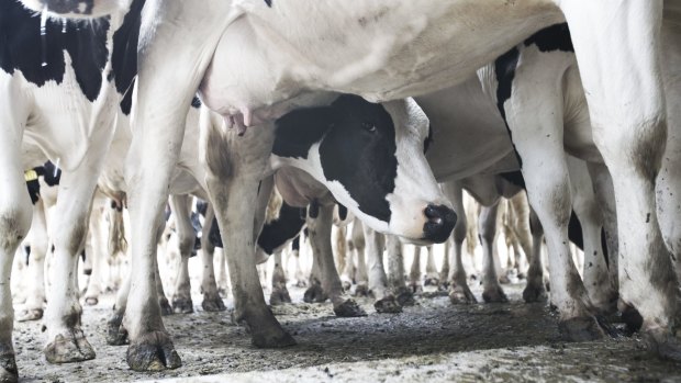 Scientists are researching any links between dairy and gut or mental health.
