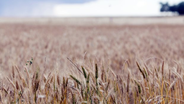 Crop yields are down from September predictions.