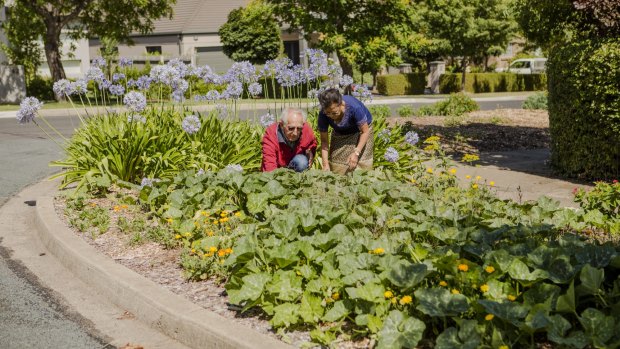 Canberrans Jim Laity and Chanla Khanthavongsa, who have grown vegetables on their nature strip for 10 years, with government approval.
