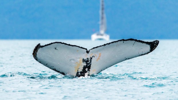 A whale pictured off the coast of Hamilton Island.