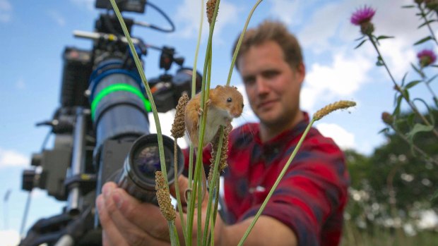While working on Planet Earth II, cameraman Jonathan Jones focuses his lens on a harvest mouse climbing grass stems in a  meadow in Norfolk. 