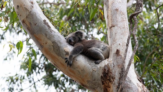 Droppings will be used to get DNA profiles of the koalas and also establish family trees.