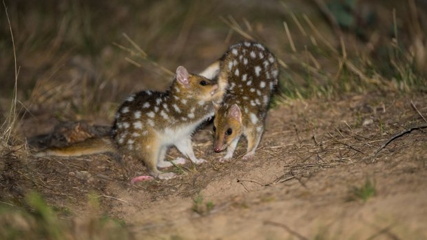 Juvenile eastern quolls at Mulligans Flat in Canberra, where quolls have been reintroduced behind exclusion fencing to keep out cats and foxes. Booderee National Park is the only wild breeding location on the mainland.