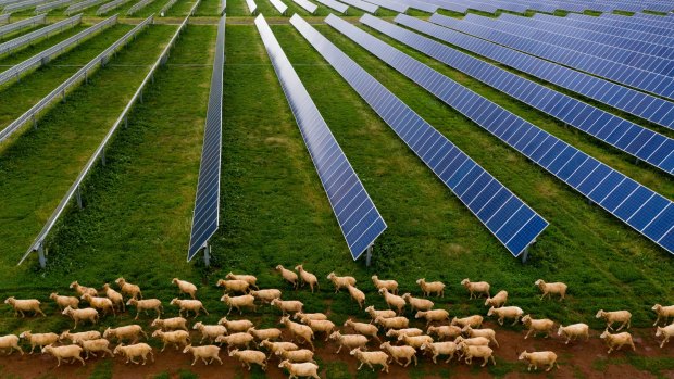 A solar farm in Dubbo. 