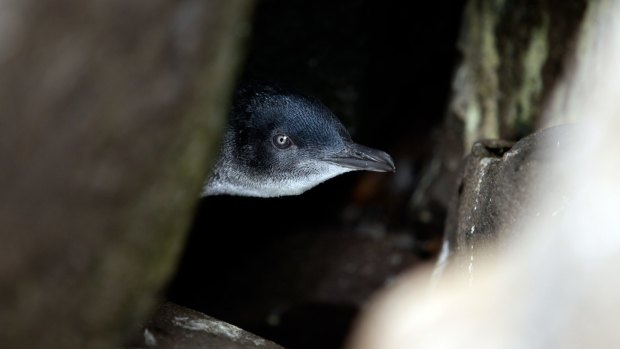 A little penguin at St Kilda.