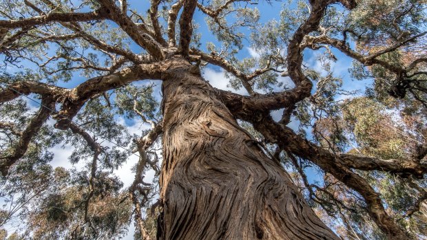 The Djab Wurrung call this ancient Indigenous tree the Directions Tree, which they believe grew from a seed and the placenta of their ancestor many centuries ago. It is believed that the tree had the power to give spiritual guidance.