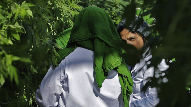 Workers prune marijuana plants at a tomato greenhouse renovated to grow pot in Delta, British Columbia.