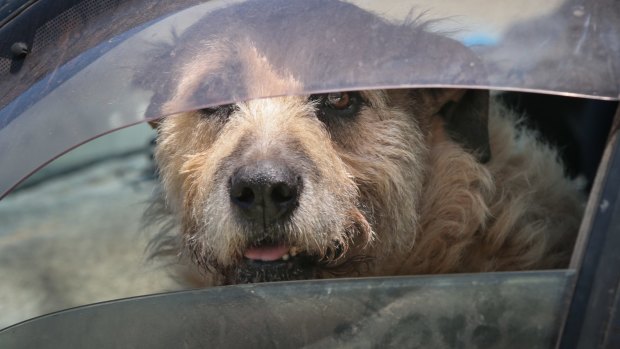 what is the law for leaving a dog in a car