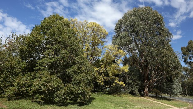Canberra lost more than 10 per cent of its canopy cover between 2009 and 2016.