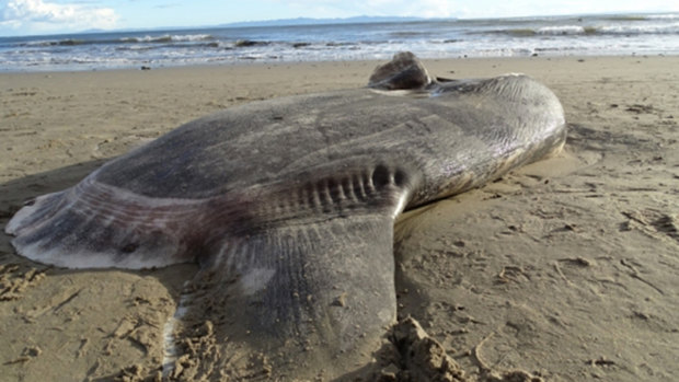 This hoodwinker sunfish, or Mola tecta, a species never before documented in the northern hemisphere, washed up at Sands Beach near Santa Barbara last month.