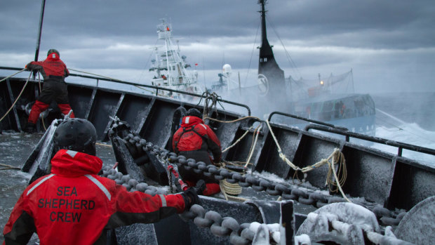 Sea Shepherd Says This Year It Won't Send Ships To Disrupt Japanese Whalers