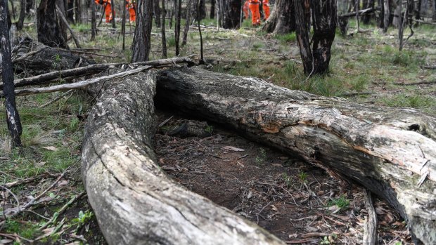 Karen Ristevski's remains were found between two logs in bushland at Mount Macedon.