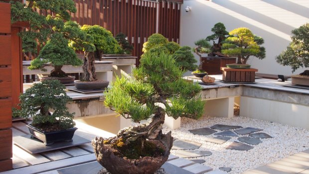 The National Bonsai and Penjing Collection of Australia, at the National Arboretum in Canberra.