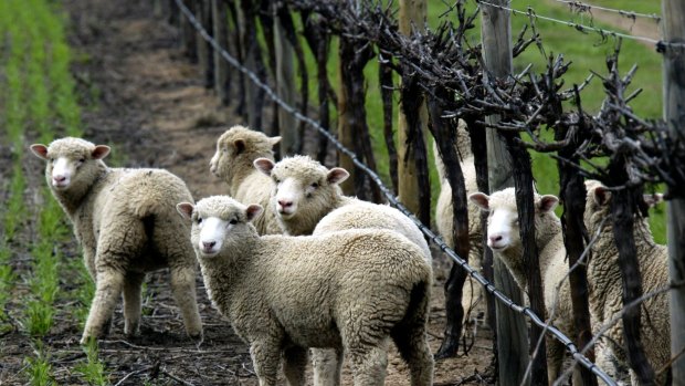 Wool and wine are among the exports that will be boosted with the removal of tariffs under the trade deal with India. 