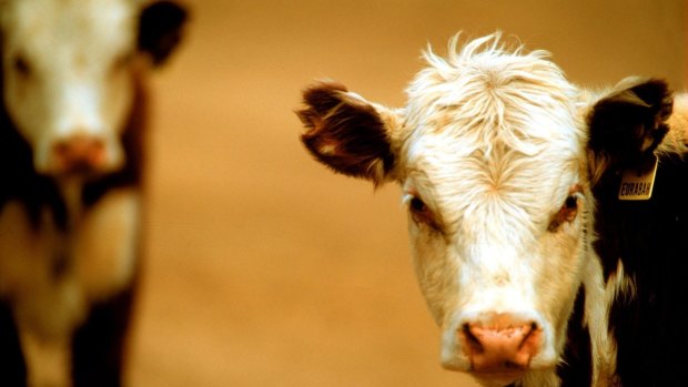Feeding cows lemongrass will reduce daily methane emissions, Burger King says. 