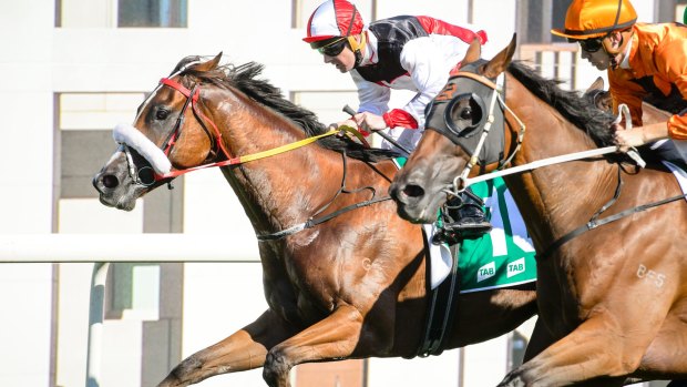 Almost Court, left, takes out the Canberra Cup in convincing fashion.