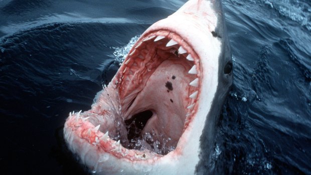 A great white shark, up close and personal.
