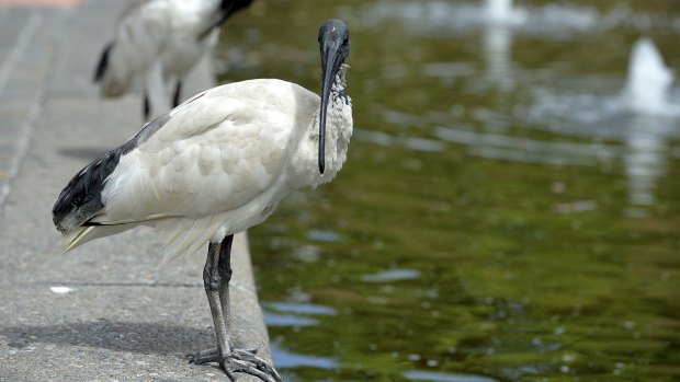 Ibises are a common sight in most Australian cities.