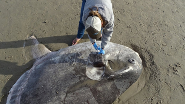 Jessica Nielsen, a conservation specialist at Coal Oil Point Reserve, takes tissue samples from the hoodwinker sunfish that washed up on Sands Beach near Santa Barbara.