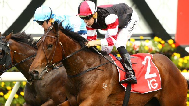 Blueblood: The Snitzel colt which fetched $500,000 is a close relation to smart race mare Missrock.