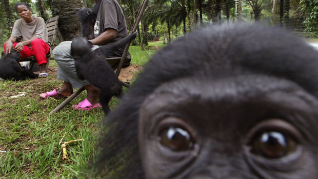 An infant Bonobo looks on while keepers help baby bonobos at a sanctuary in Kinshasa, Democratic Republic of Congo. 