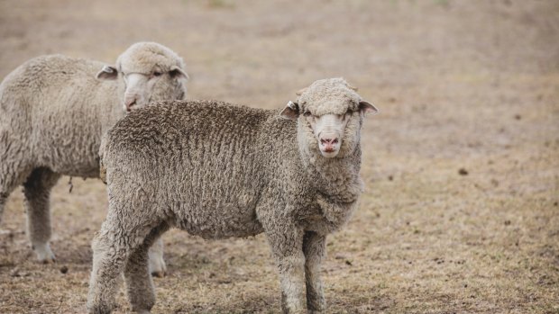 Drought and lower wool trading volumes have hit the results of listed agribusiness Elders.