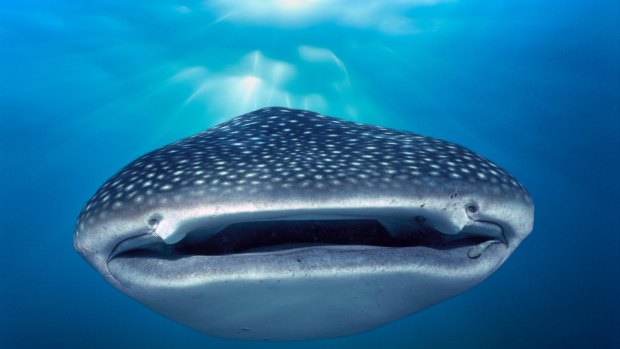 Whale sharks are one of the 676 threatened species which could have its recovery plan swapped for conservation advice. 